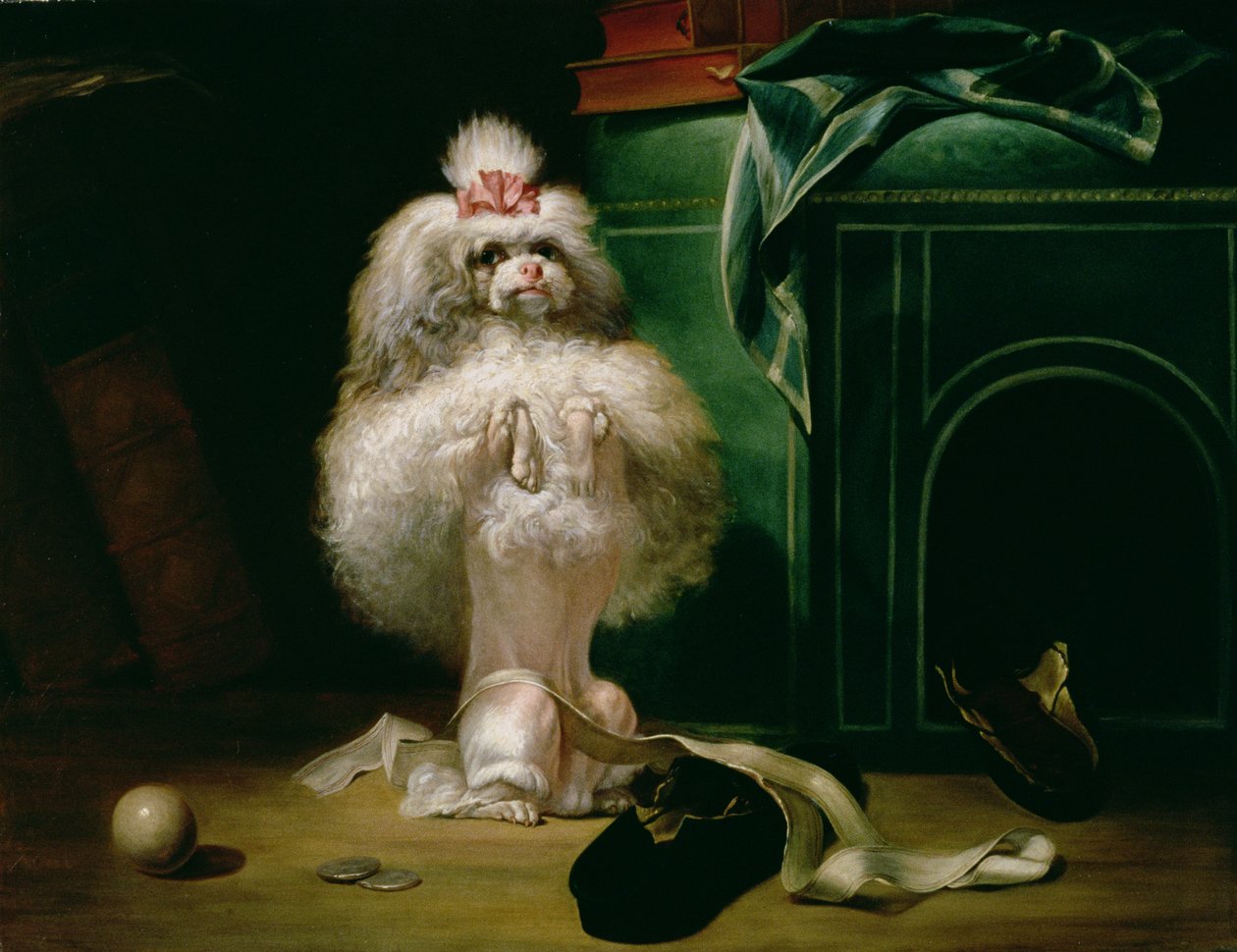 Havannah-rotuinen koira, 1768 tekijältä Jean Jacques Bachelier