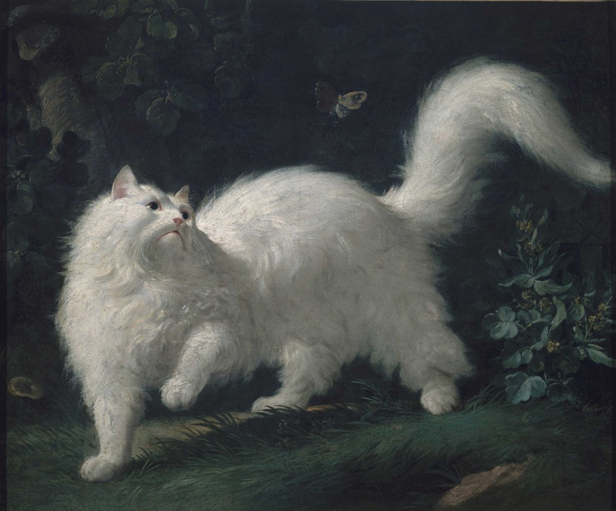 Angorakissa jahtaa perhosta, noin 1760. tekijältä Jean Jacques Bachelier