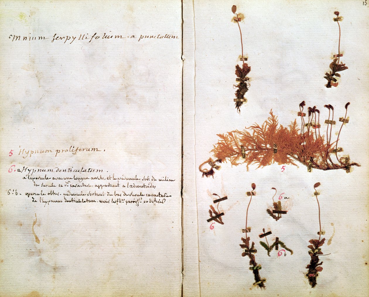 Sivu 15 Herbariumista tekijältä Jean Jacques Rousseau