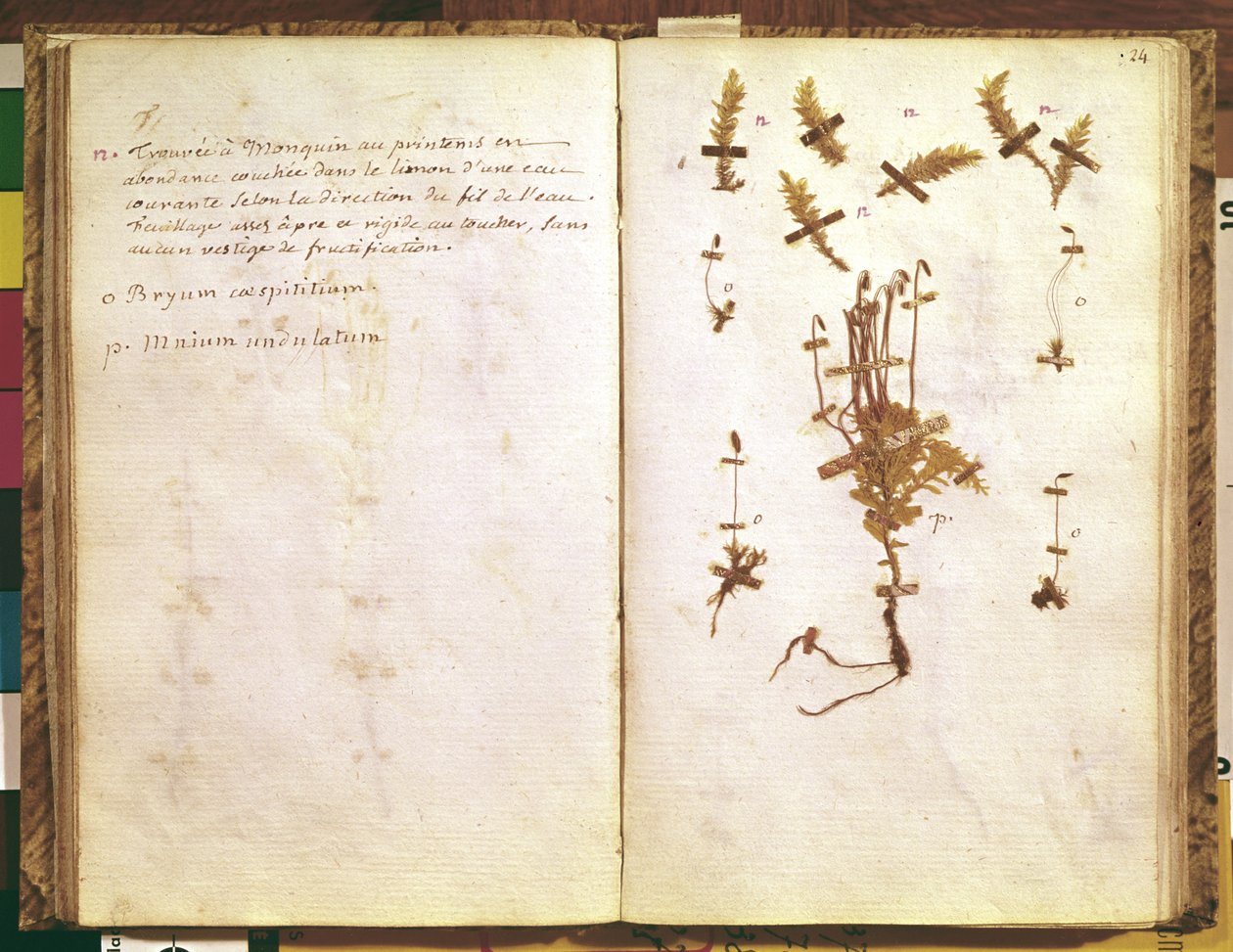 Page 24 from a Herbarium tekijältä Jean Jacques Rousseau