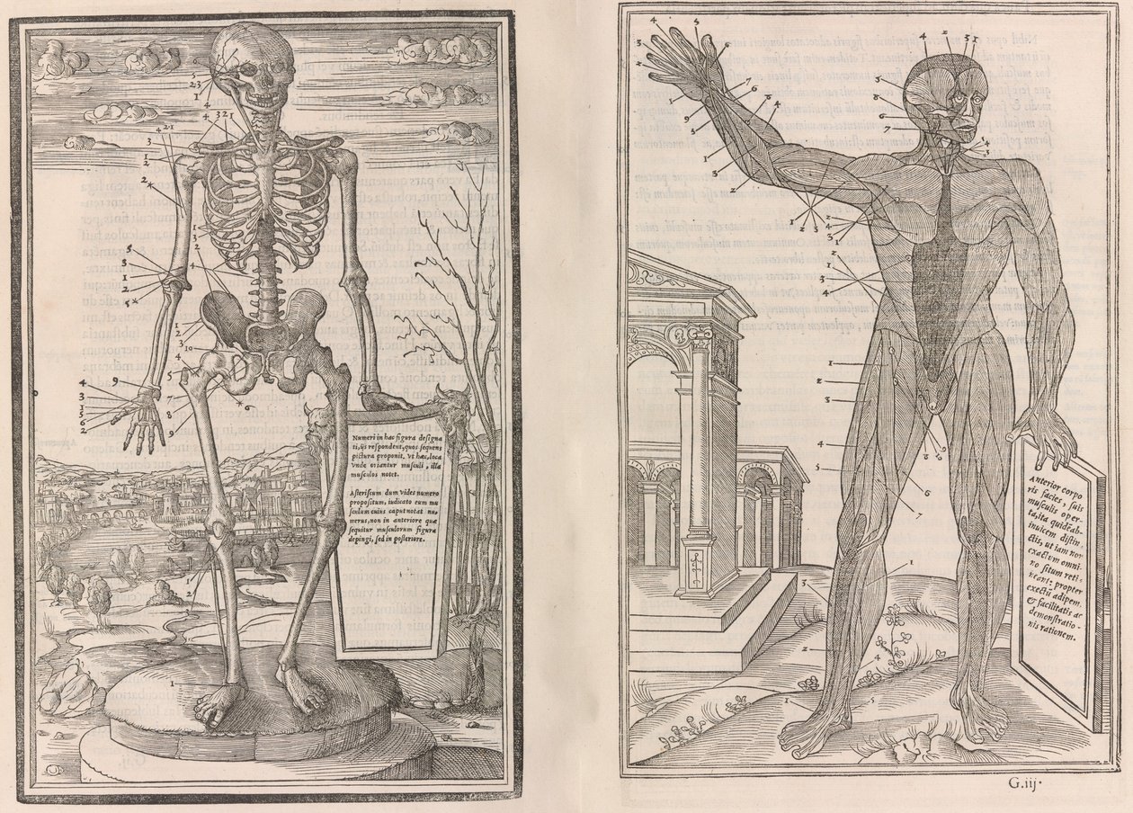 Ihmiskehon osien dissektiosta, kirja kolme, 1545 tekijältä Jean Jollat