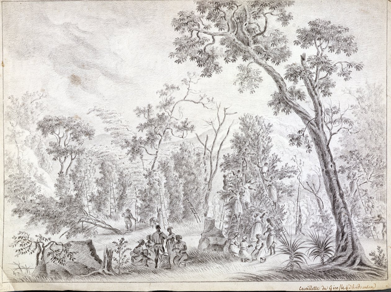 Neilikan korjuu La Reunionissa 1800-luvun alussa tekijältä Jean Joseph Patu de Rosemont