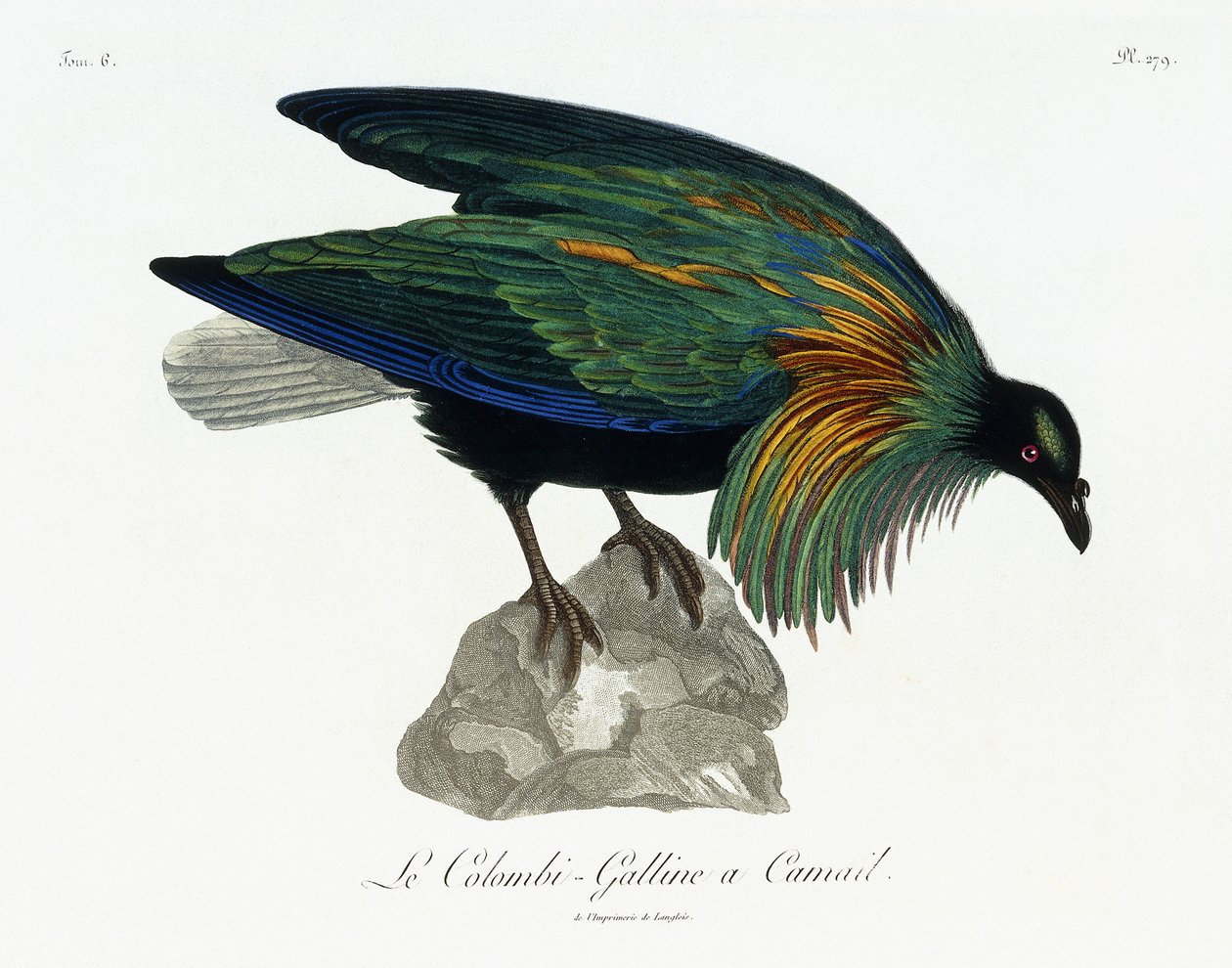 Nicobar Pigeon, 1799-1808 tekijältä Jean Lebrecht Reinold