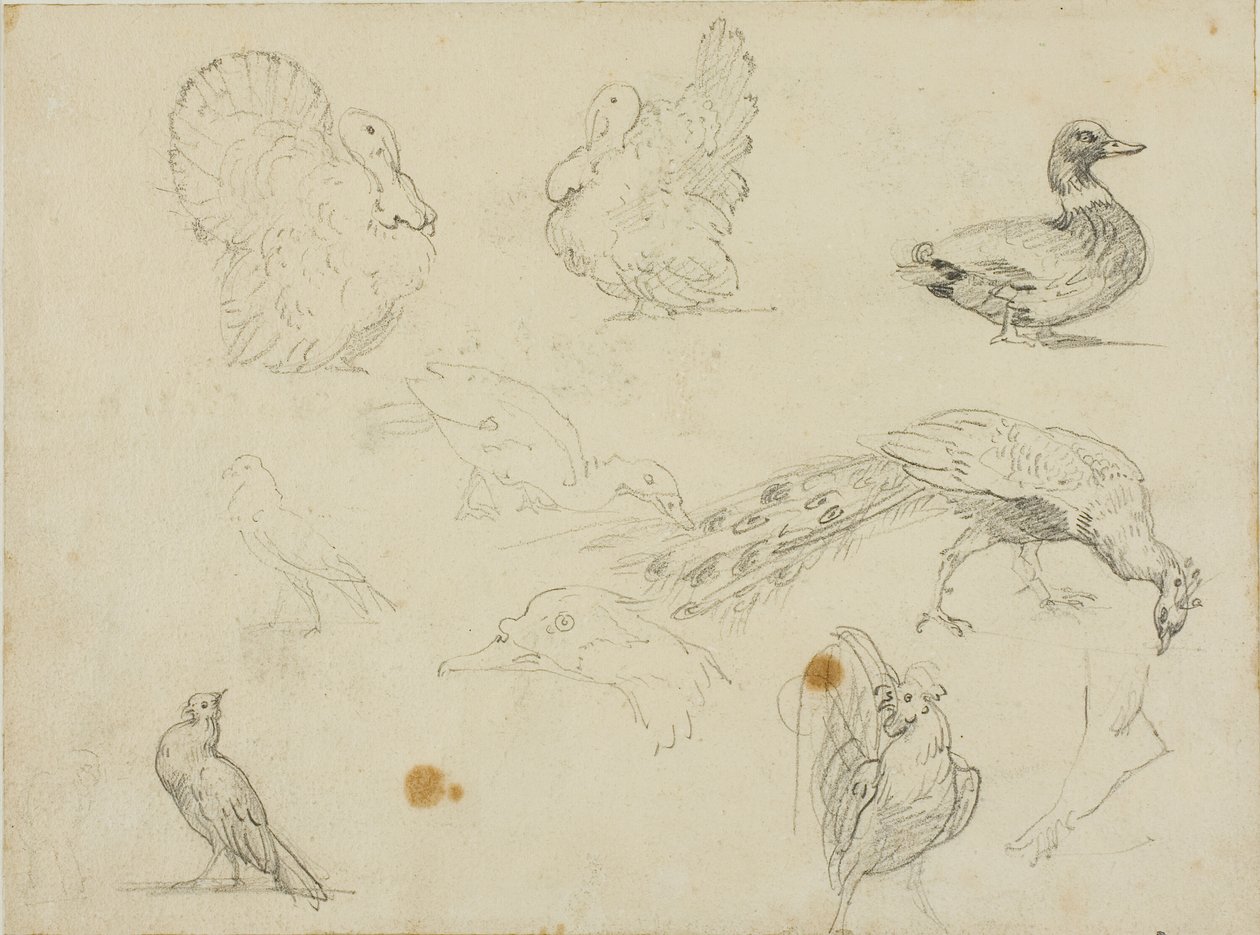 Luonnoksia linnuista tekijältä Jean Louis André Théodore Géricault