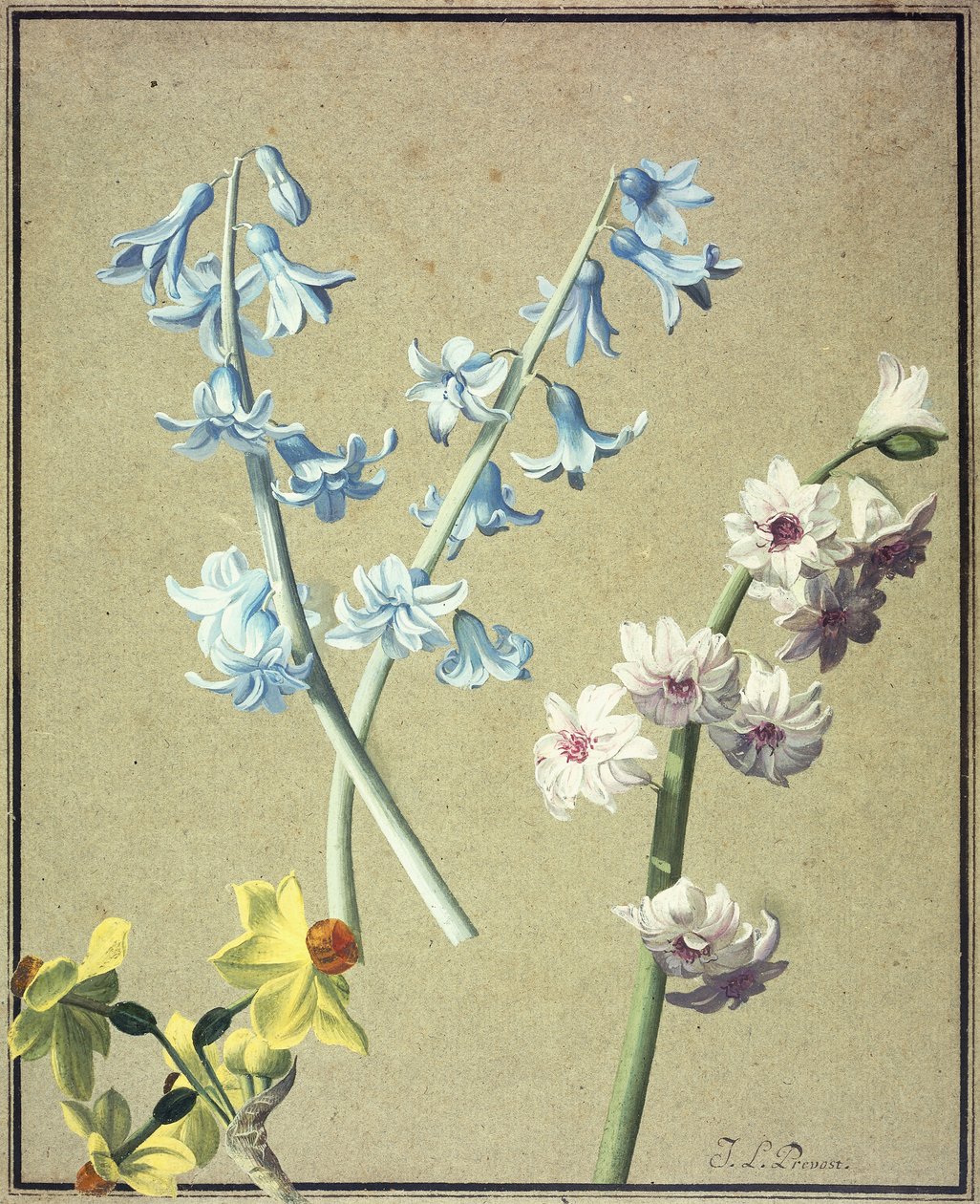 Sininen ja laventelihyasintti ja keltainen narsissi, n. 1805 tekijältä Jean Louis Prevost