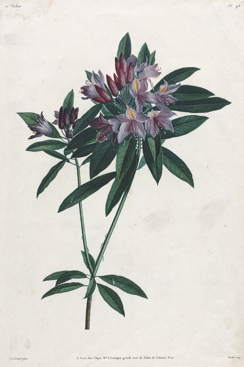 Pontic Rhododendron tekijältä Jean Louis Prevost