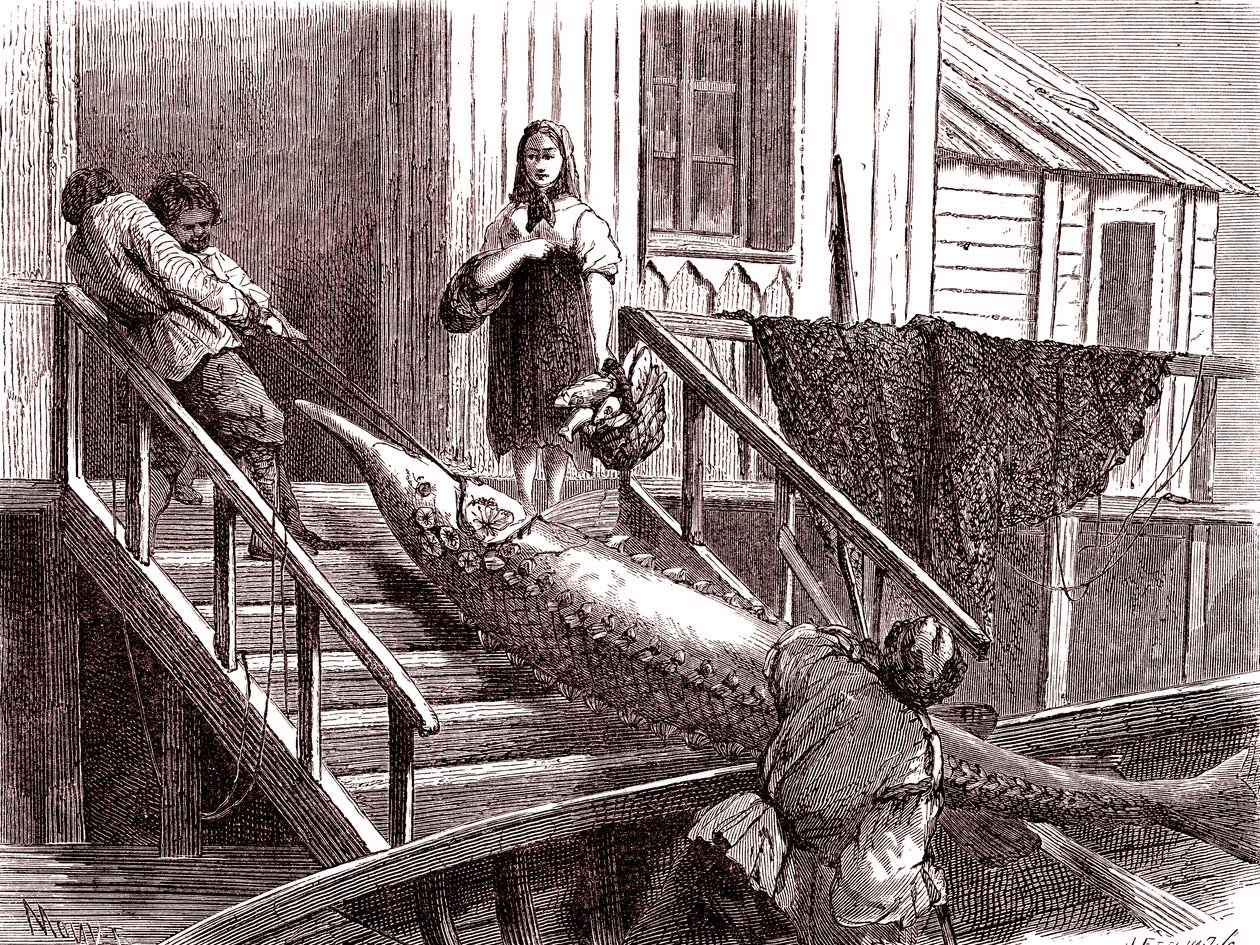 Samen kalastus Volga-joella, Venäjä. 1867 (kaiverrus) tekijältä Jean Pierre Moynet