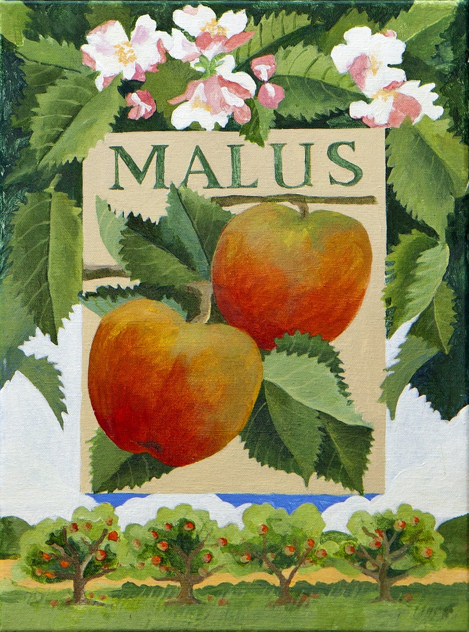 Malus (omena), 2014 (akryyli kankaalle) tekijältä Jennifer Abbott