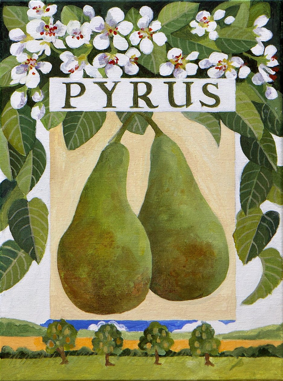 Pyrus (päärynä), 2014 (akryyli kankaalle) tekijältä Jennifer Abbott