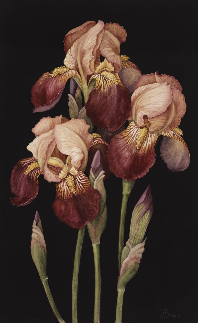 Irises, 2004 (wc paperilla) tekijältä Jenny Barron