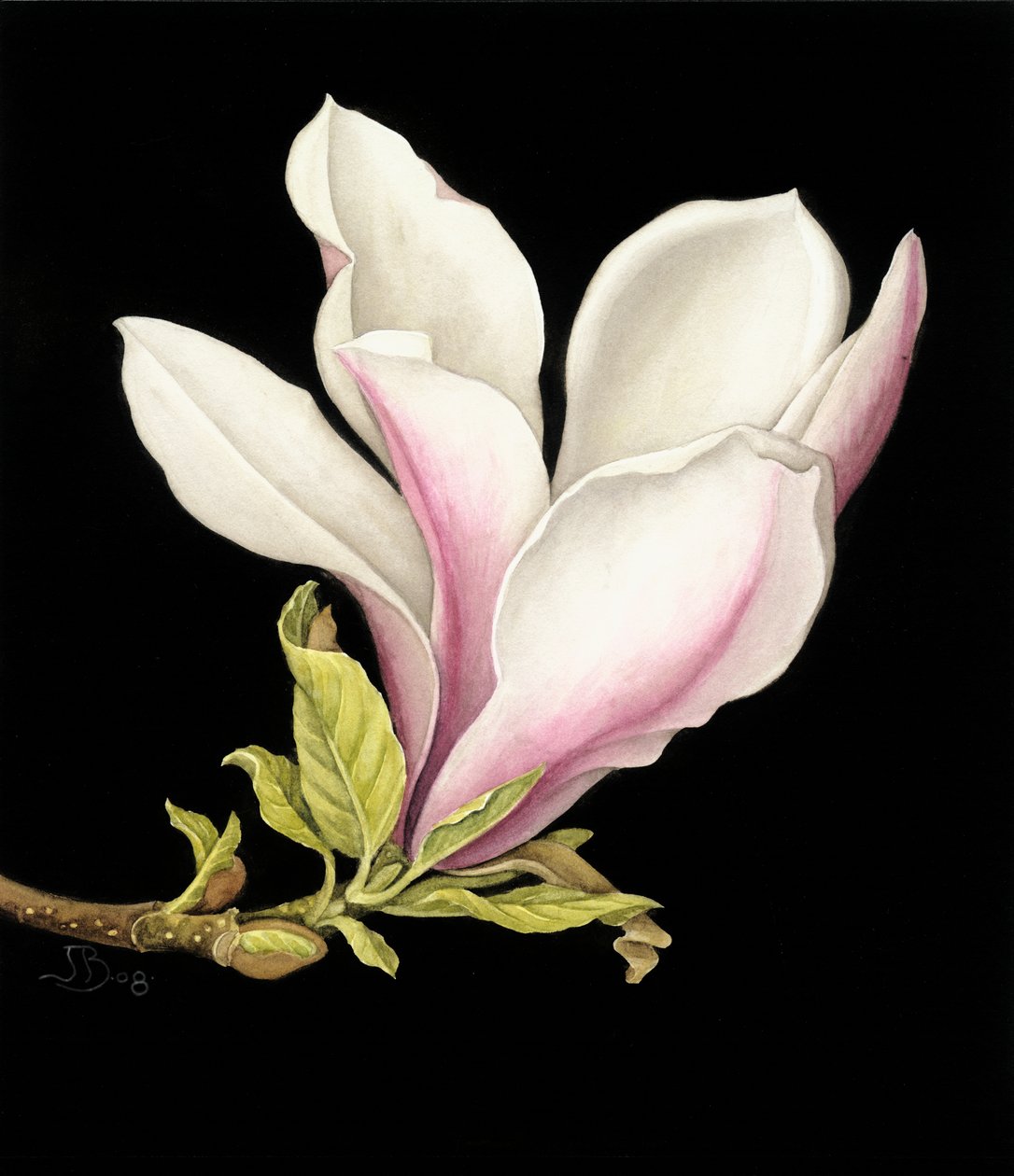 Magnolia tekijältä Jenny Barron