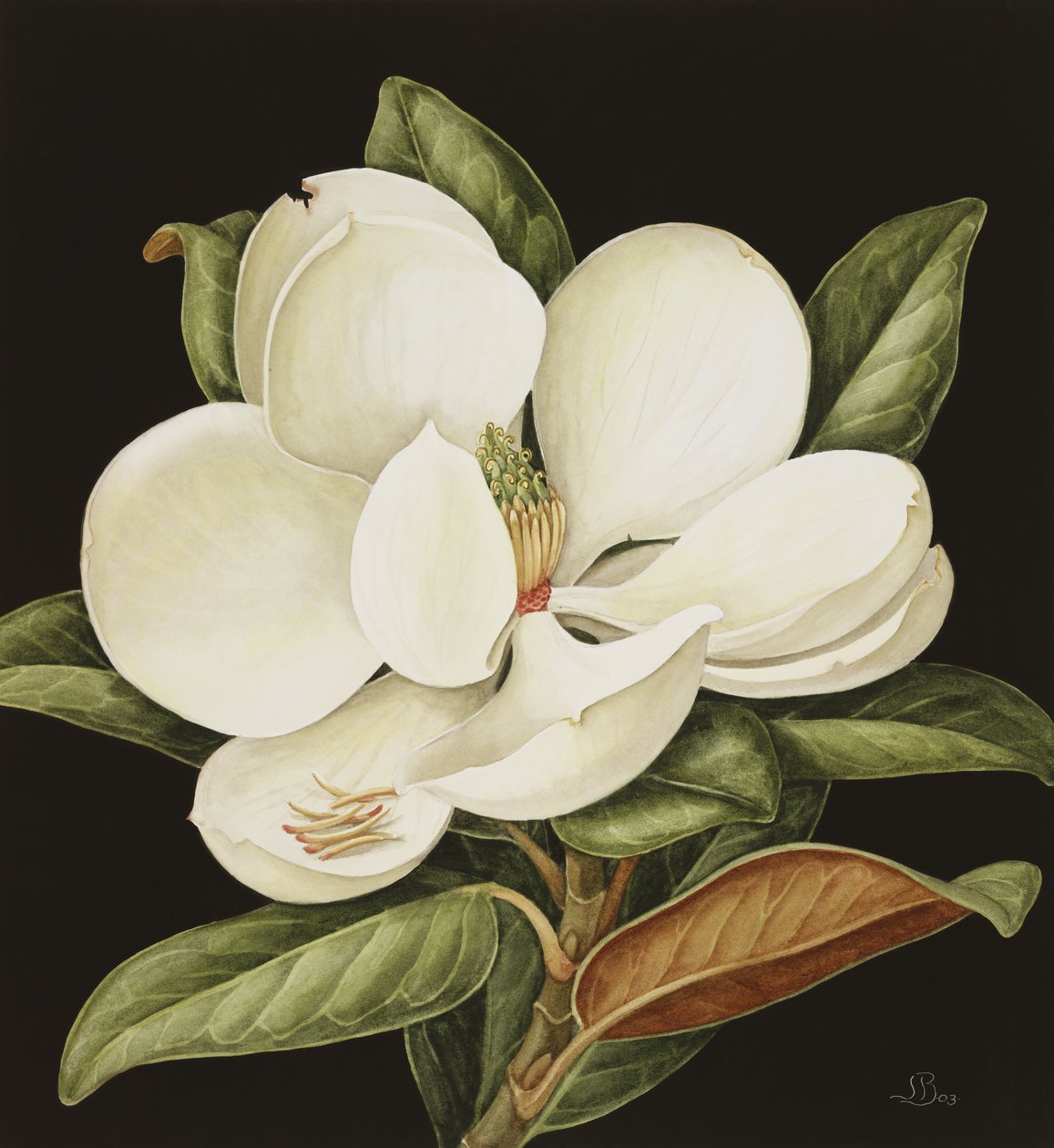 Magnolia Grandiflora, 2003 (wc paperilla) tekijältä Jenny Barron