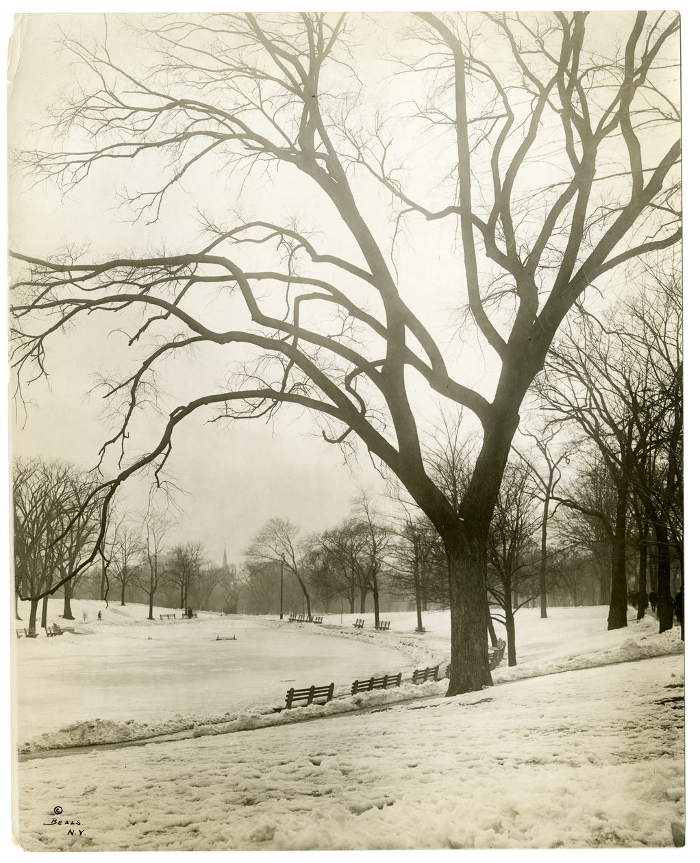 Boston Common & sammakkolampi, puun luona, Boston, USA, n. 1902-1910 (gelatiinihopeakuva) tekijältä Jessie Tarbox Beals