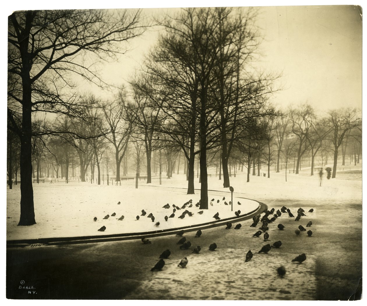 Yleinen kyyhkysten kanssa, Boston, USA, n. 1902-10 (gelatiinihopea valokuva) tekijältä Jessie Tarbox Beals