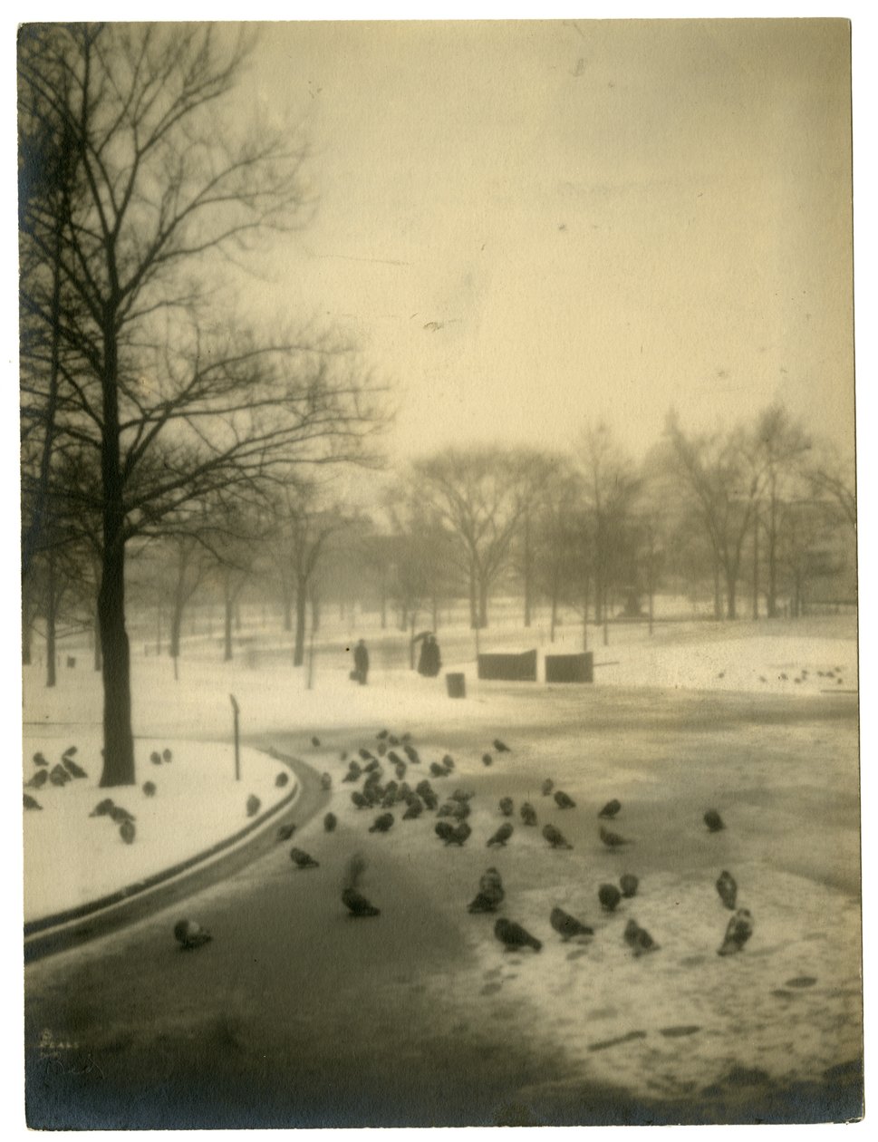 Yleinen kyyhkysten kanssa, Boston, USA, n. 1902-10 tekijältä Jessie Tarbox Beals