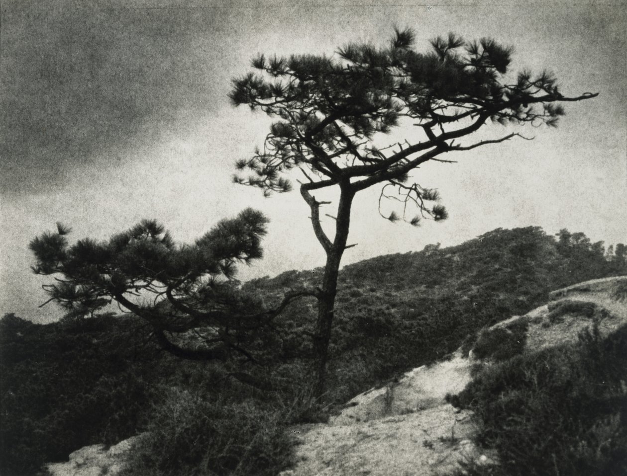 Kuuluisa Torrey Pines tekijältä Jessie Tarbox Beals