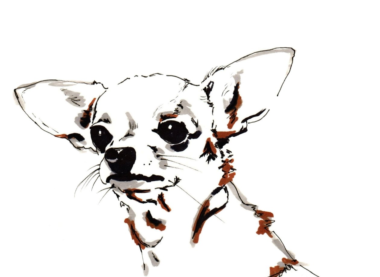 Big Ears the Chihuahua, 2012 (kynä, muste paperille) tekijältä Jo Chambers