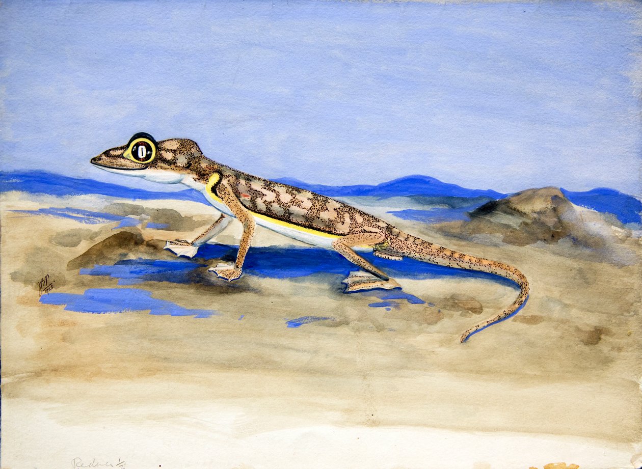 Palmatogecko rangei Anderson, 1928 (wc paperilla) tekijältä Joan Procter