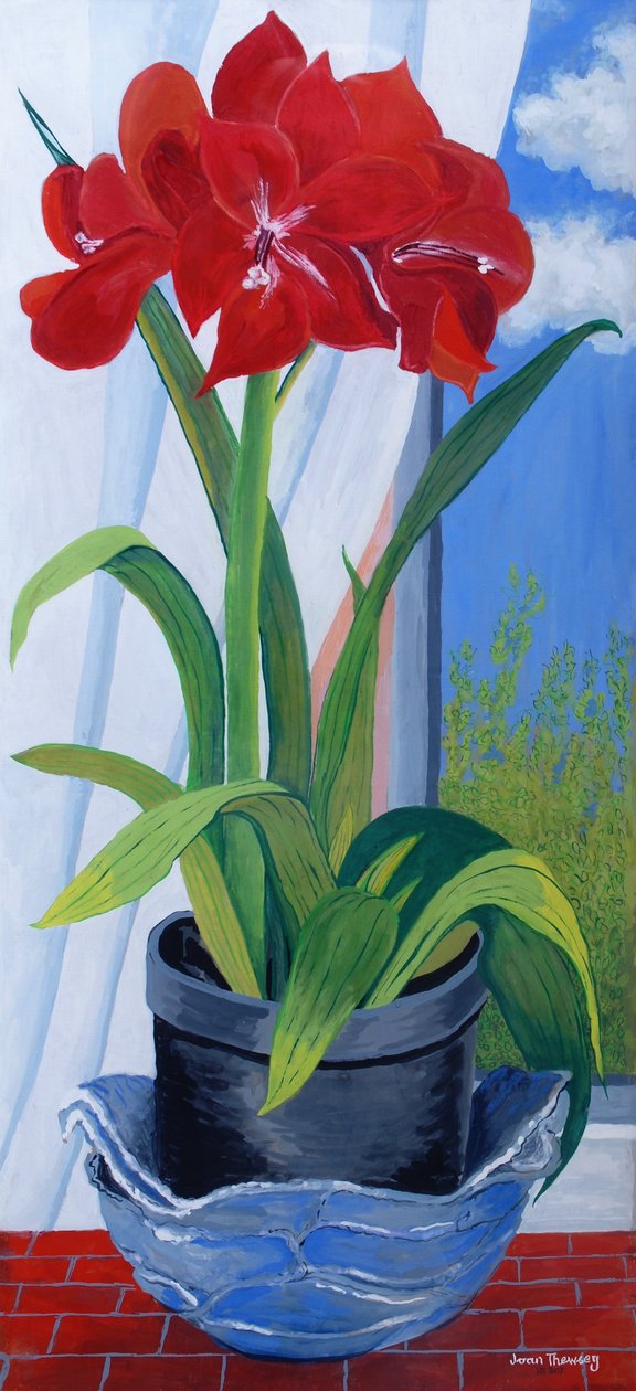 Amaryllis sinisessä kulhossa 2011 tekijältä Joan Thewsey