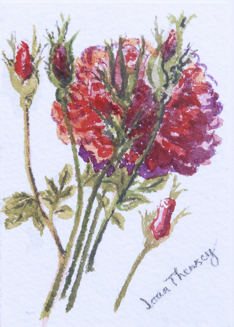 Little Red Roses, 2005, (wc käsintehdyllä vesiväritaululla) tekijältä Joan Thewsey