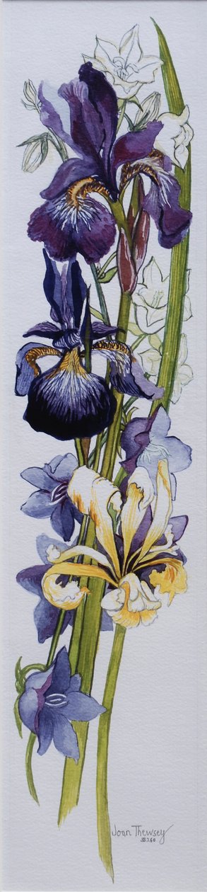 Purppurat ja keltaiset iirikset valkoisilla ja mauveilla kampuilla, 2013, wc käsintehdyllä paperilla tekijältä Joan Thewsey