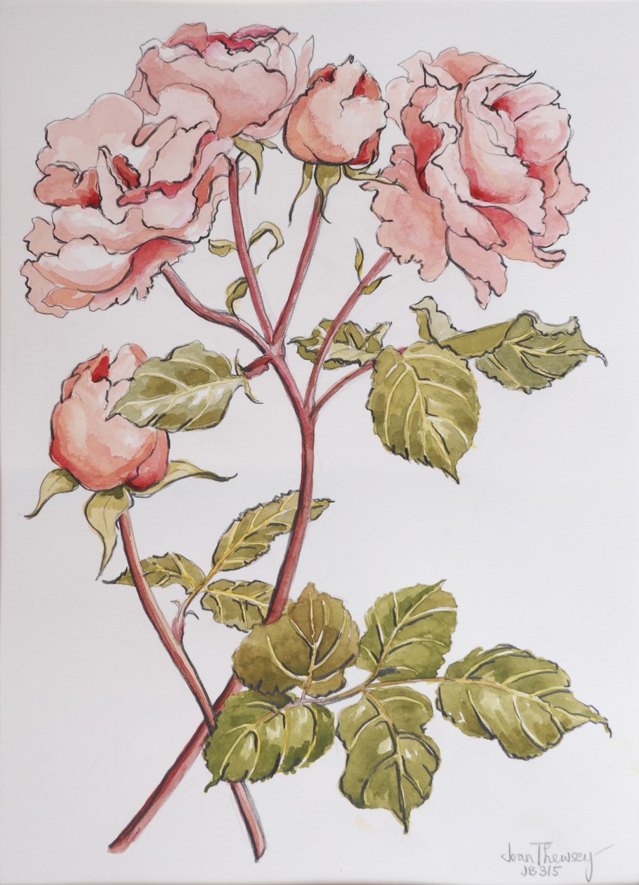 Ruusut, Abraham Derby, 2012, (kynä ja akvarelli käsintehdylle paperille) tekijältä Joan Thewsey