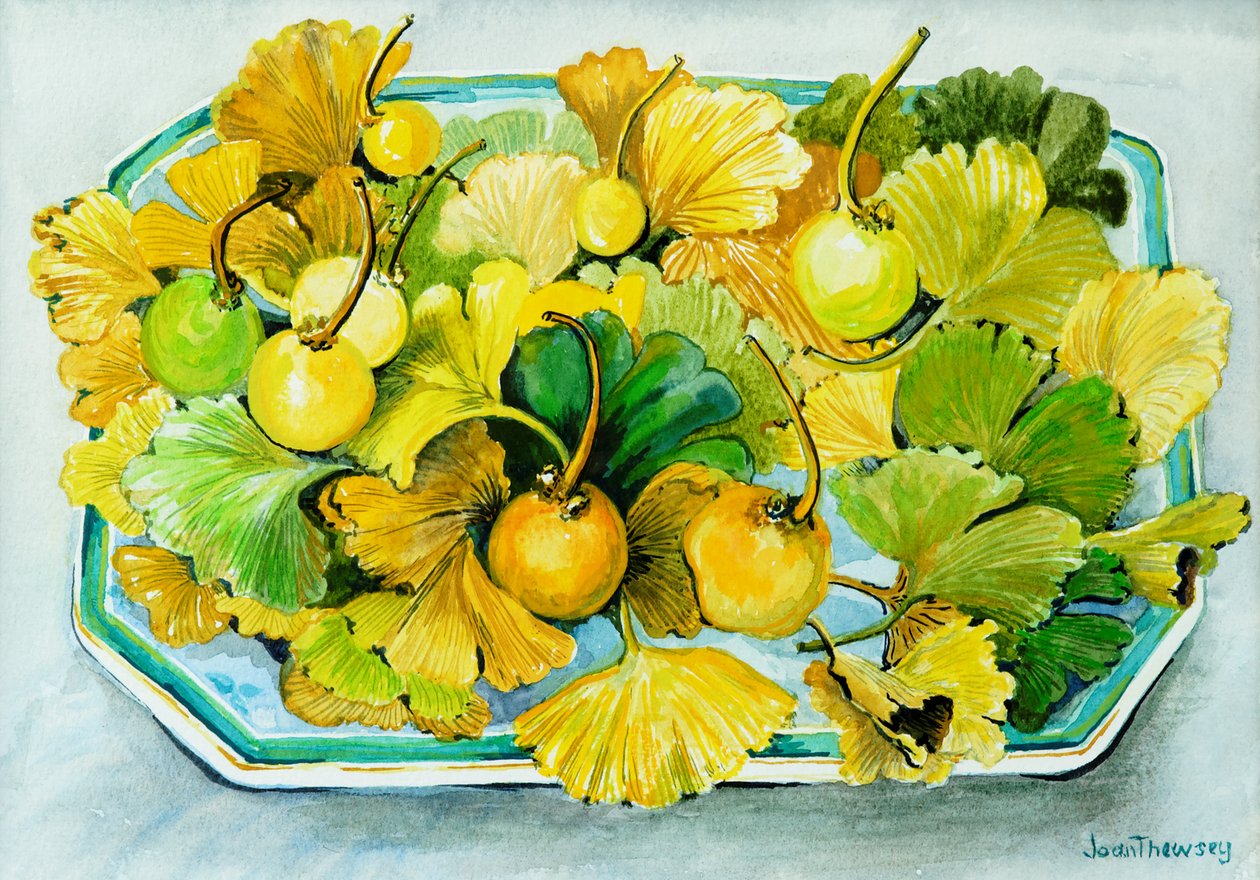 Ginkgo, hedelmät ja lehdet, 2010, akvarelli tekijältä Joan Thewsey