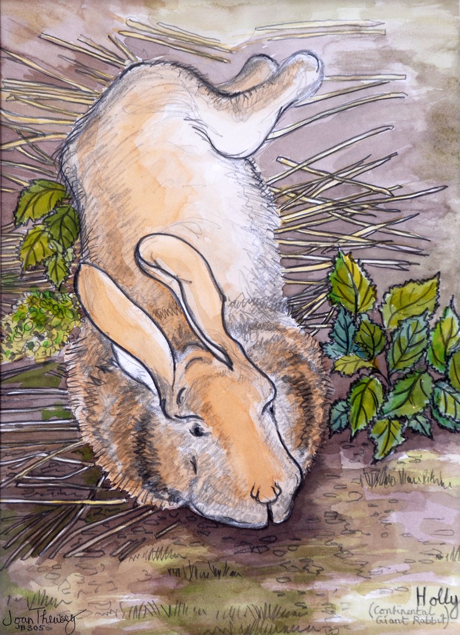 Holly,the Giant Continental Rabbit, 2002, (lyijykynä ja vesiväri) tekijältä Joan Thewsey