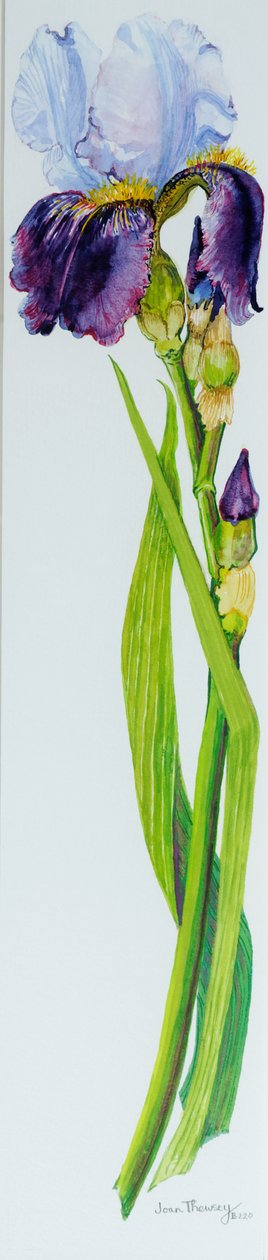 Iris kolmella silmulla, 2010,akvarelli tekijältä Joan Thewsey