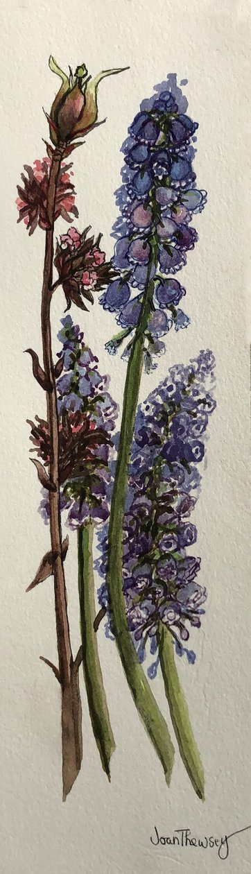 Muscari ja Viburnum bodnantense (akvarelli) tekijältä Joan Thewsey
