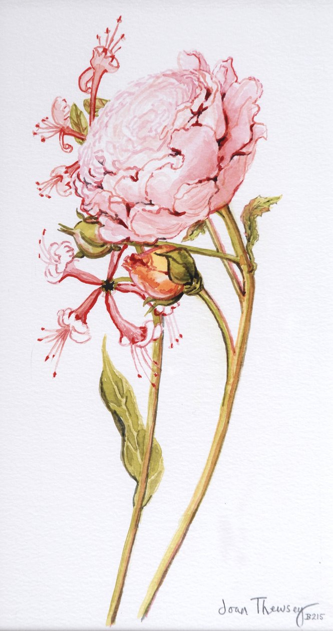 Pink Rose, Abraham Derby ja Honeysuckle, 2008 tekijältä Joan Thewsey