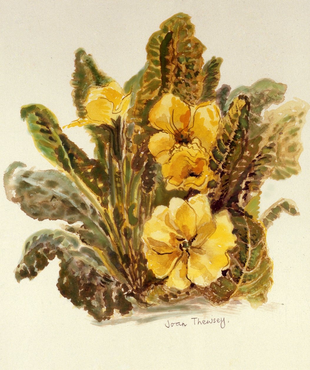 Primrose, 2010, vesiväri käsintehdylle paperille, tekijältä Joan Thewsey
