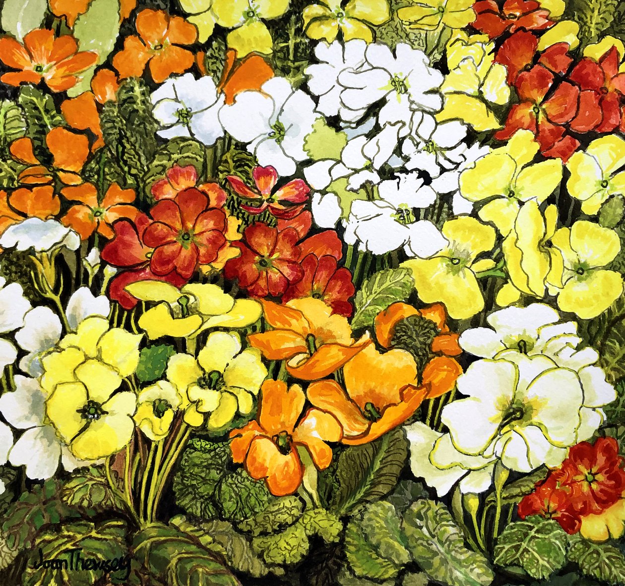 Primrose Border, valkoinen, keltainen, oranssi ja punainen esikko (akvarelli) tekijältä Joan Thewsey