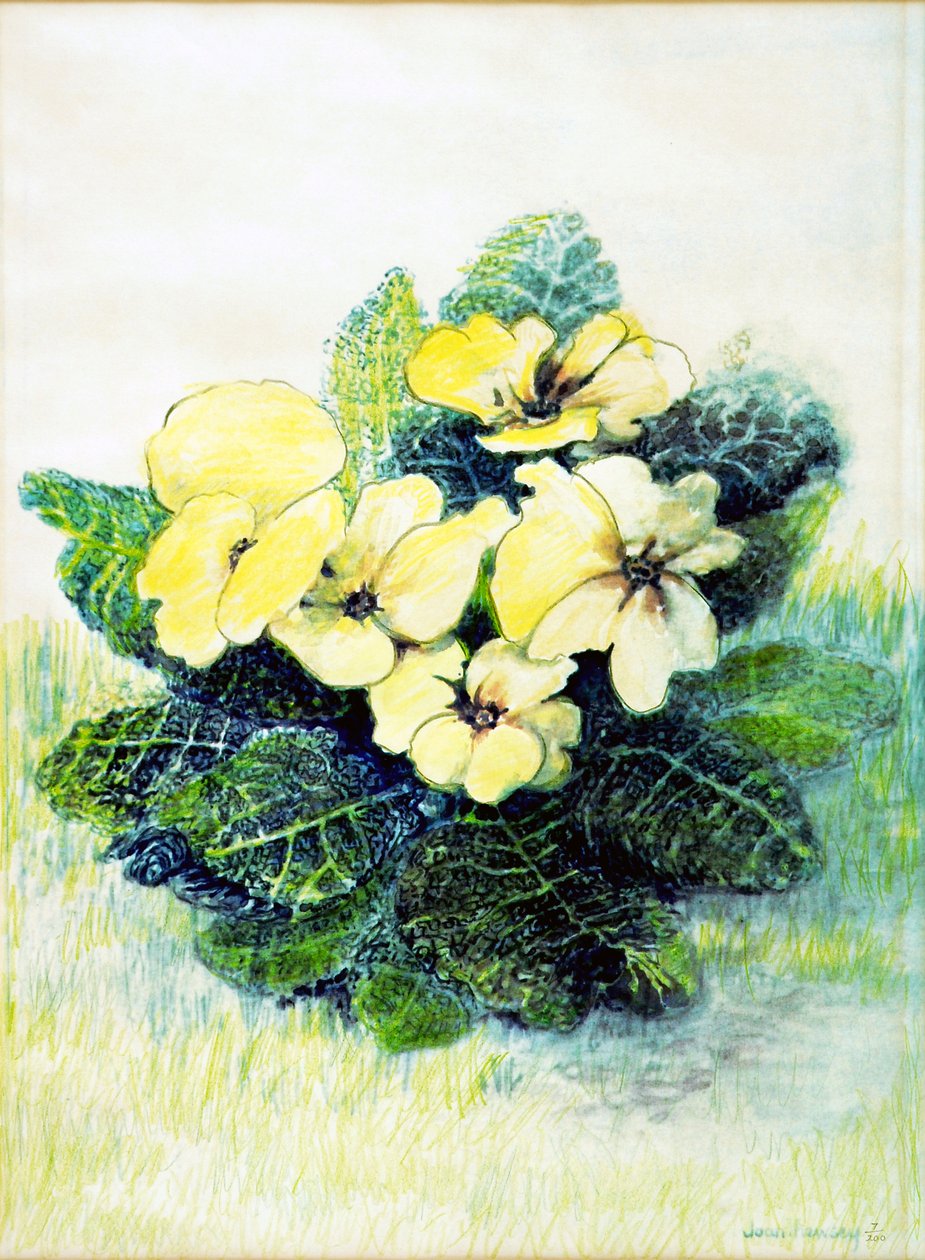 Primrose Pale Yellow, 2005 (vesiväri) tekijältä Joan Thewsey