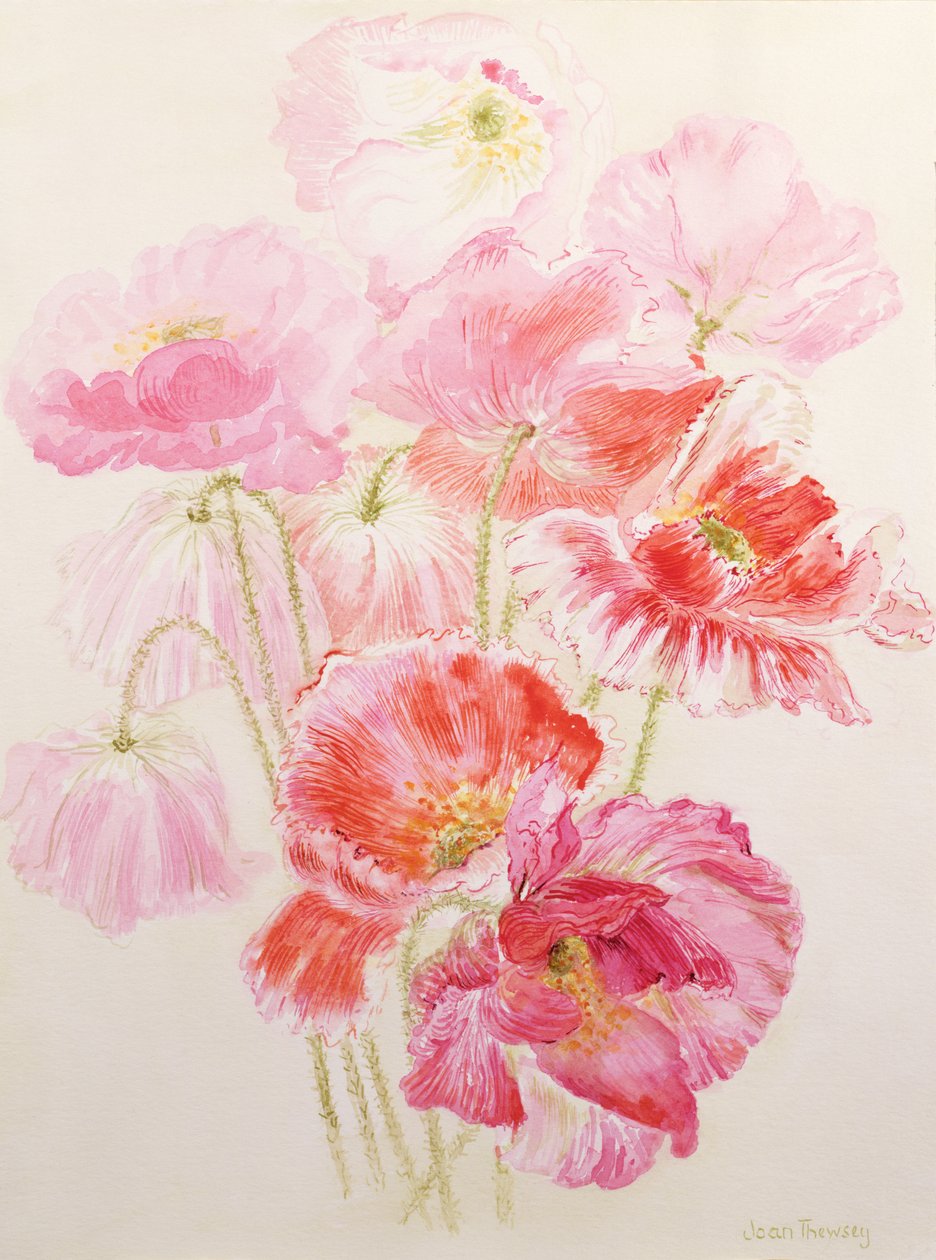 Shirley Poppies tekijältä Joan Thewsey