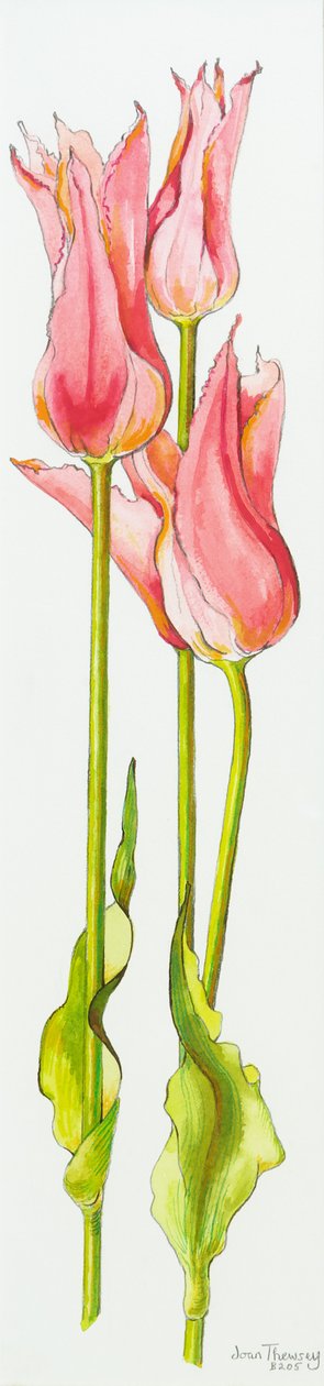 Kolme punaista liljakukkaista tulppaania Marianne,akvarelli,2010 tekijältä Joan Thewsey