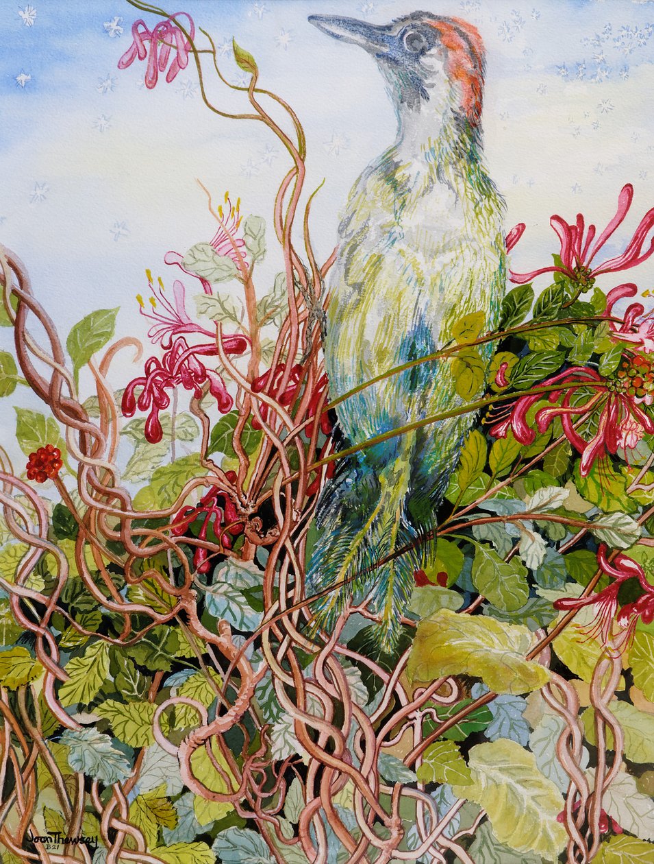 Woodpecker in the Honeysuckle,2010,akvarelli tekijältä Joan Thewsey