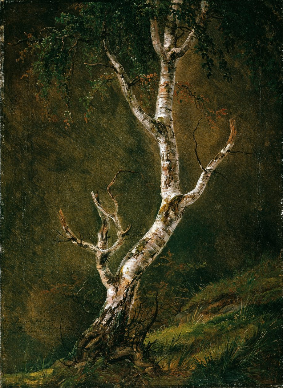 Koivun tutkimus tekijältä Johan Christian Dahl