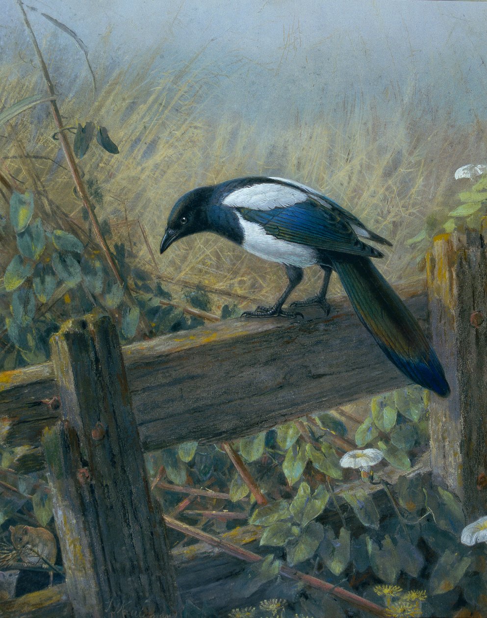 Harakka tekijältä Johan Gerard Keulemans