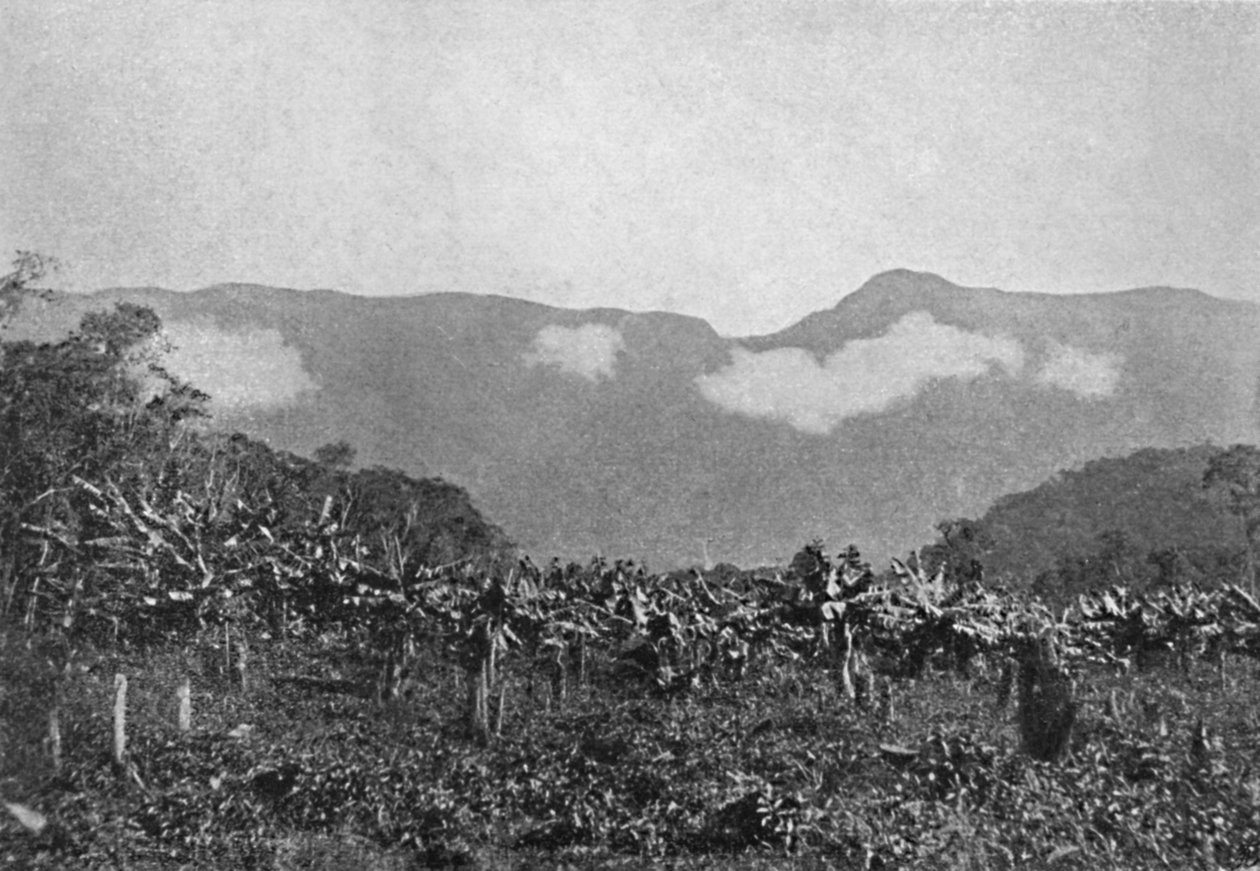 "Banaali Cubatao", Banaanit, Cubato, 1895 tekijältä Johan Albert Constantin Lofgren