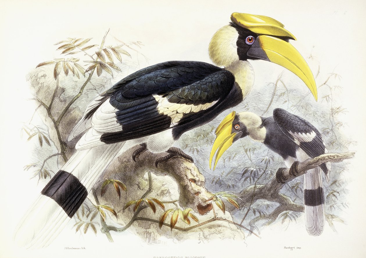 Dichocerus Bicornis, 1876-1882 tekijältä Johan Gerard Keulemans