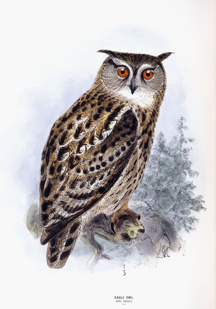 Kotka pöllö tekijältä Johan Gerard Keulemans