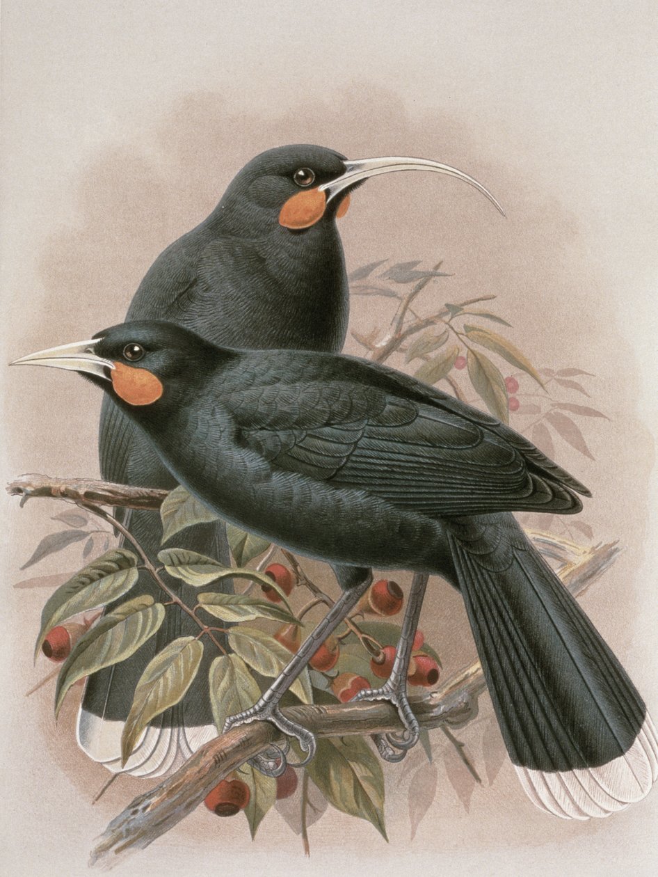 Huia, kuvitus teoksesta A History of the Birds of New Zealand, kirjoittanut W.L. Buller, 1887-88 (chromolitho) tekijältä Johan Gerard Keulemans