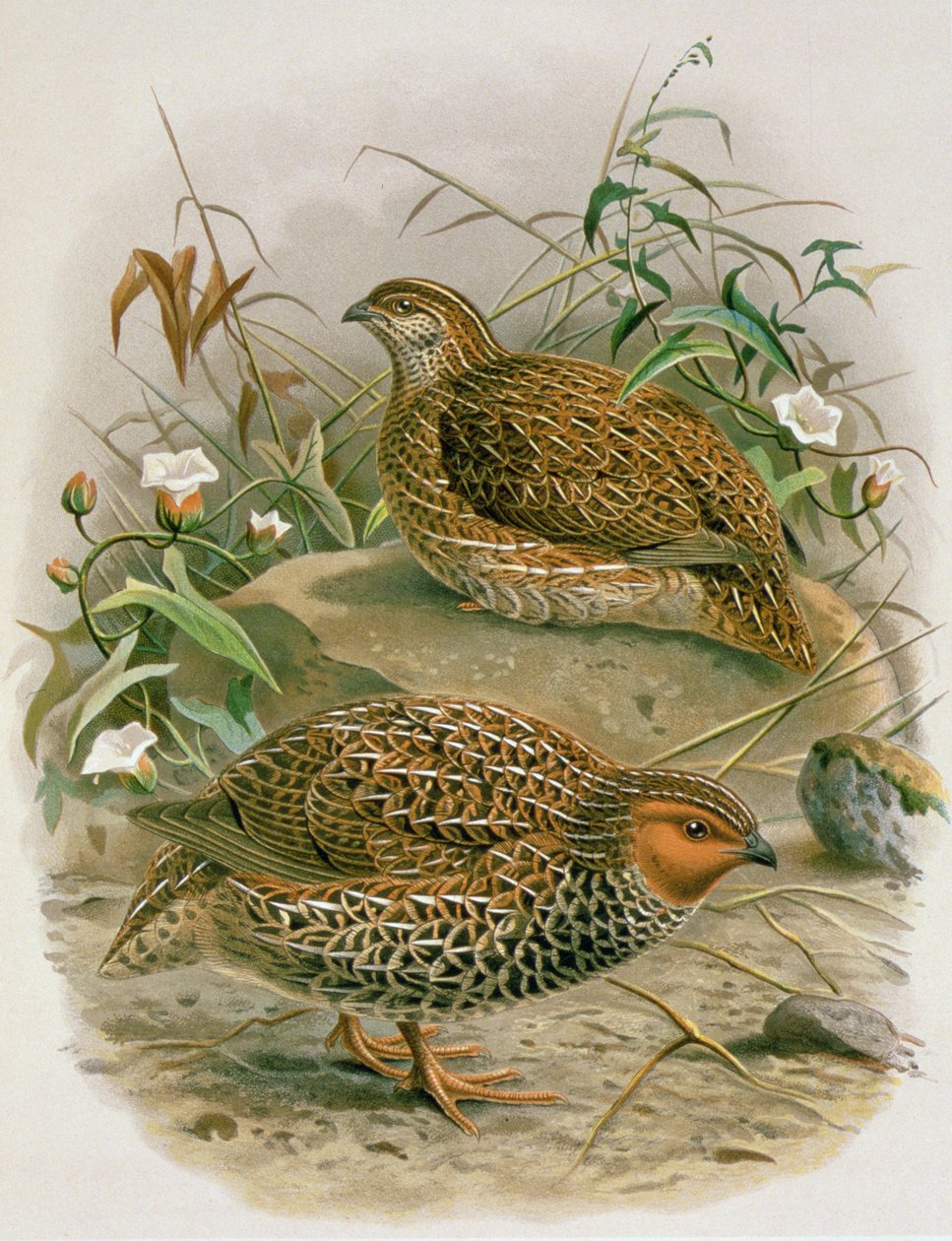Uuden-Seelannin viiriäinen, kuva W.L. Bullerin kirjasta "A History of the Birds of New Zealand", 1887-88 (kromoliitti). tekijältä Johan Gerard Keulemans