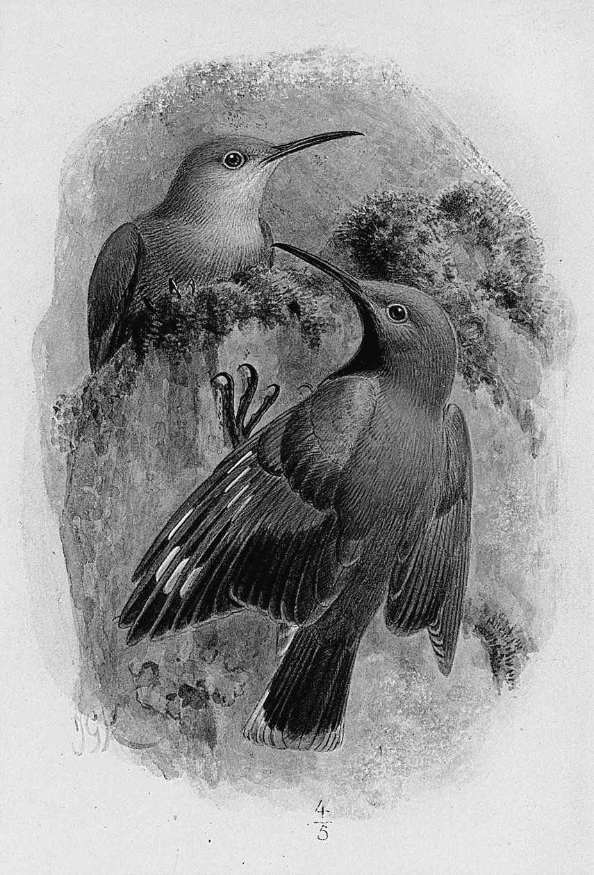 Pari seinäpuuta tekijältä Johan Gerard Keulemans