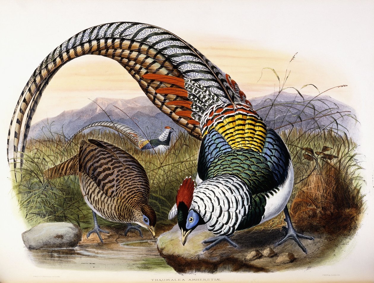 Thaumalea Amherstae tekijältä Johan Gerard Keulemans