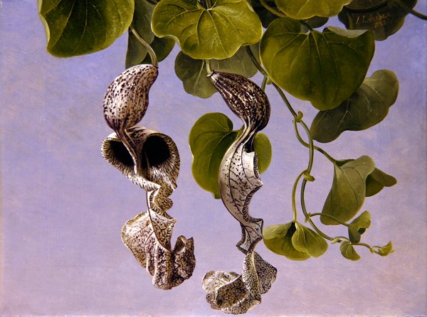Osterluzei Kukat (Aristolochia cymbifera) tekijältä Johan Laurents Jensen