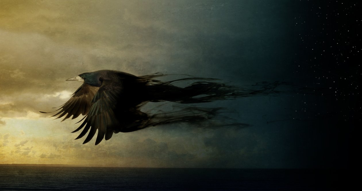 Bird Kingdom 2, 2018 (valokuvataide) tekijältä Johan Lilja