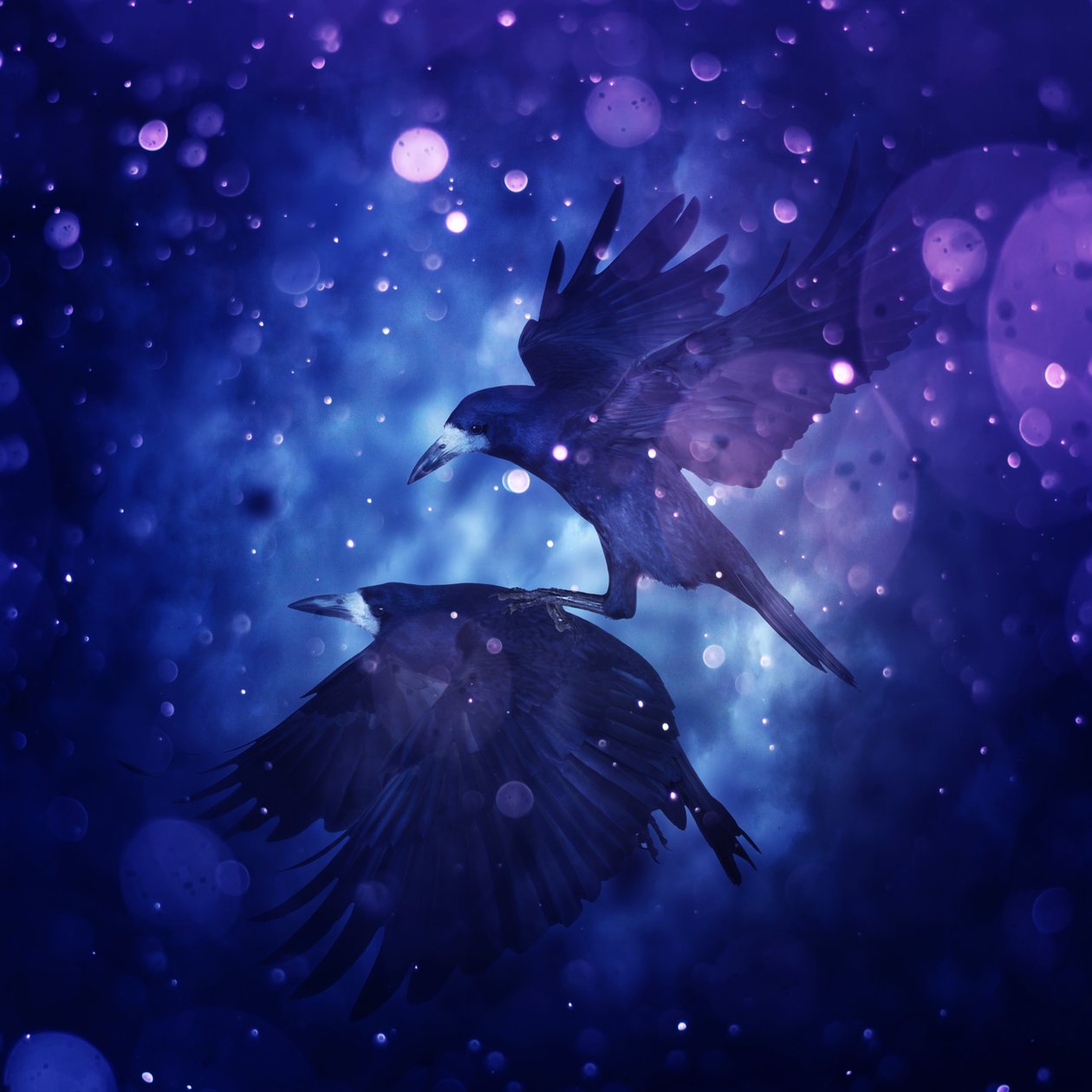 Bird Kingdom 3, 2018 (digitaalinen valokuvataide) tekijältä Johan Lilja