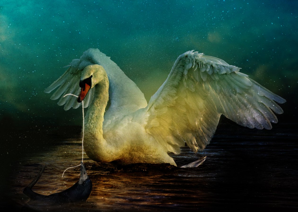Bird Kingdom 6, 2018 (digitaalinen valokuvataide) tekijältä Johan Lilja